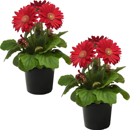 Assorted Gerbera Daisies Beautiful Spring and Summer Flowers 6 inch Pot  6"-12"