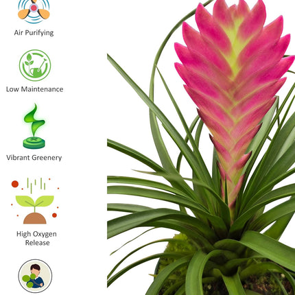 Unique Pink Bromeliad Live Plants Pink and Purple-Blue Blooms, Pet-Friendly