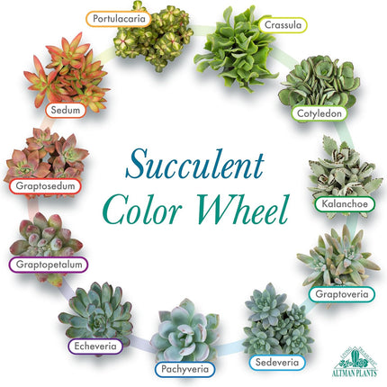 Summer Succulents Collection for Outdoor or Indoor Plants Home Decorations Gift plants