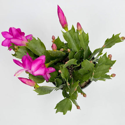Rooted Hot Pink Cactus Plants 4" in Pot Home and Office Decoration and Gift