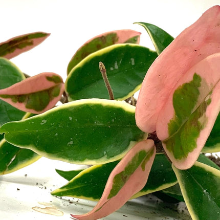 Tricolor Hoya Krimson Queen, Hoya Carnosa Variegata, Live Tricolor Hoya Plant