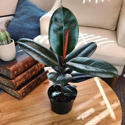 Burgundy Rubber Plant, 12 inch Pot, Live Indoor Ficus Elastica Plant 2-4 foot Tall