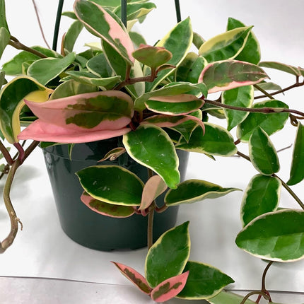 Tricolor Hoya Krimson Queen, Hoya Carnosa Variegata, Live Tricolor Hoya Plant