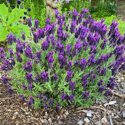 Lavender Plants Live Hardy Perennial Lavender for Garden and Landscape with Fragrant Purple Blooms