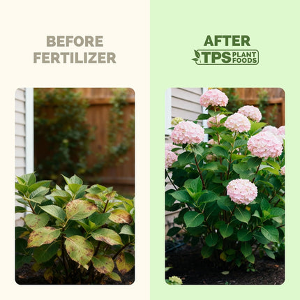 Hydrangea Fertilizer – Liquid Plant Food for Bigger Blooms, Rich Flower Color & Stronger Root Development, 8 oz