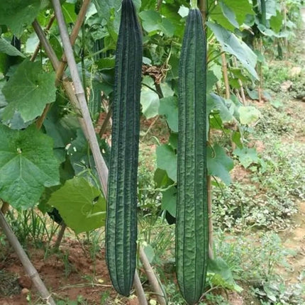 2 Sponge Gourd  Plants Live Plants  4"-8" Tall in 4 Inch Pots