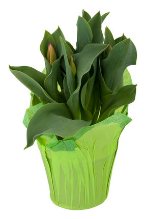 Spring Flower Garden Tulips 6 Inch Pot