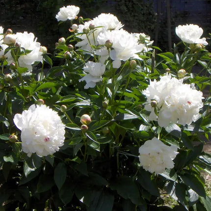 Peony Karl Bare Root Live Plants Outdoor Garden