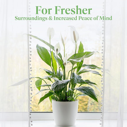 Peace Lily Live Plant Air Purifying Flowering Indoor Houseplant for Home or Office Holiday Decor 12 -24"