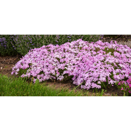 Pink Sparkles Live Plant Pink Flowers for garden and landscape