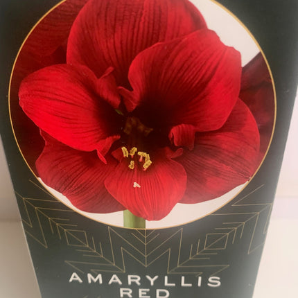 Amaryllis Red Plant Bulbs Flowering Blooms for Holiday Indoor Decoration