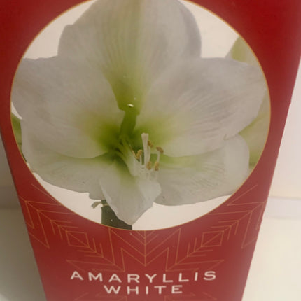 Amaryllis White Plant Bulbs Flowering Blooms for Holiday Indoor Decoration