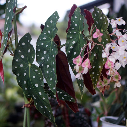 Maculata Polka Dot Begonia Live House Plants Rare Stylish Indoor Plant