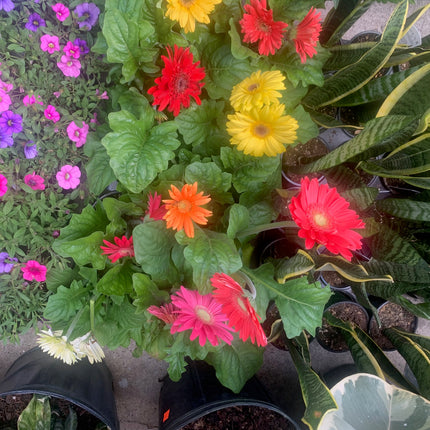 Assorted Gerbera Daisies Beautiful Spring and Summer Flowers 6 inch Pot  6"-12"