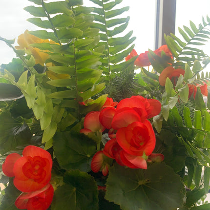Rooted Yellow Begonia beautiful color Addition to Outdoor Patio or Balcony Annual Season