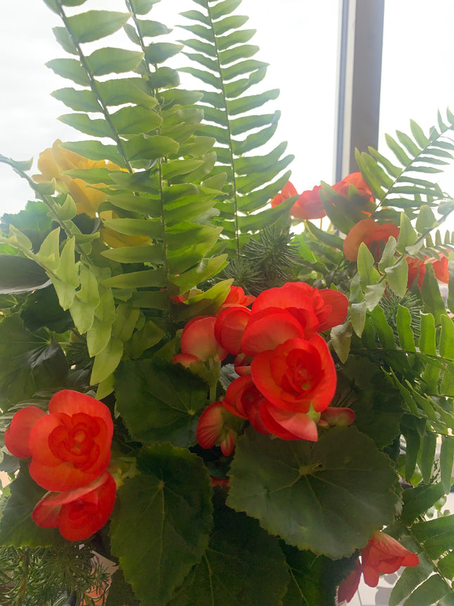 Rooted Orange Begonia Fern and Greenery VIne beautiful for Outdoor Patio or Balcony