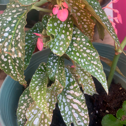 Rooted Pink Heart Begonia Unique Leave with White Spot outdoor Patio or Balcony