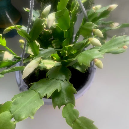 聖誕節裝飾品節日禮物活體植物仙人掌粉紅室內植物家居裝飾