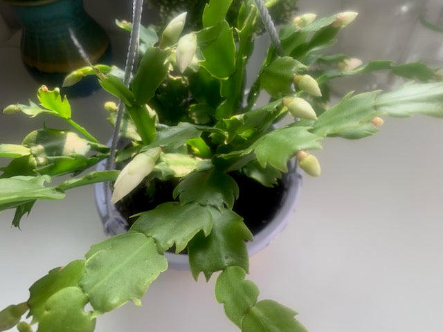 聖誕節裝飾品節日禮物活體植物仙人掌粉紅室內植物家居裝飾