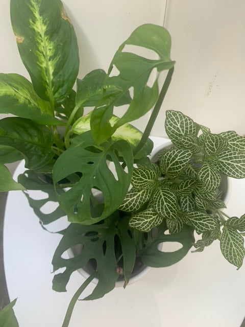 Rooted bundle houseplants for Indoor or Office Any Room Home Decoration