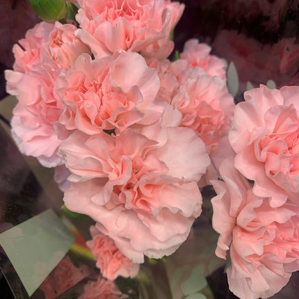 新鮮康乃馨花束，適合節日禮物和家居裝飾