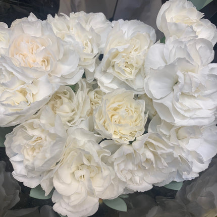 新鮮康乃馨花束，適合節日禮物和家居裝飾