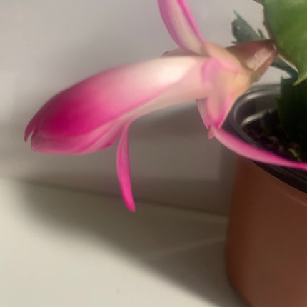 聖誕節裝飾品節日禮物活體植物仙人掌粉紅室內植物家居裝飾