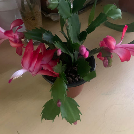 聖誕裝飾套裝節日禮物活體植物仙人掌白色和紅色室內植物家居裝飾