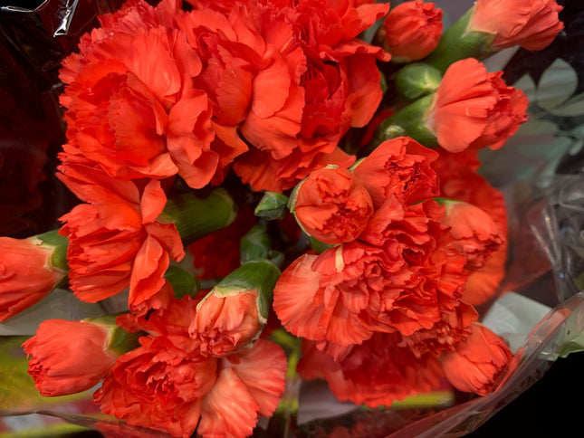 新鮮康乃馨花束，適合節日禮物、活動慶祝、生日慶祝和家居裝飾