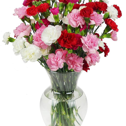 20 Stems Rainbow Mini Carnations (Glass Vase Included) - Fresh Flowers for any occasions