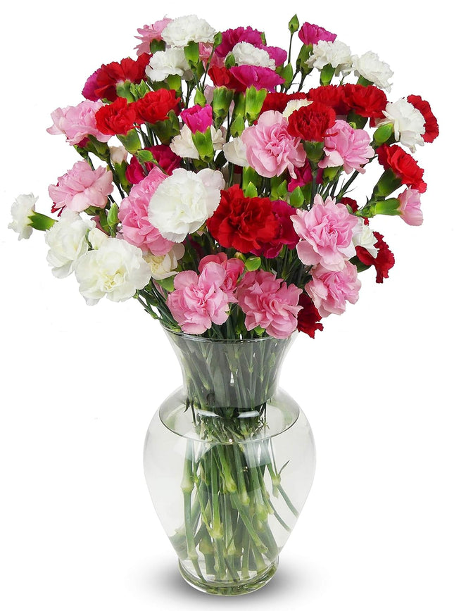 20 Stems Rainbow Mini Carnations (Glass Vase Included) - Fresh Flowers for any occasions