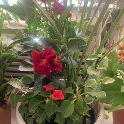 Select Your Stylish Flower Bouquet for Any Celebration Birthday and Valentine days