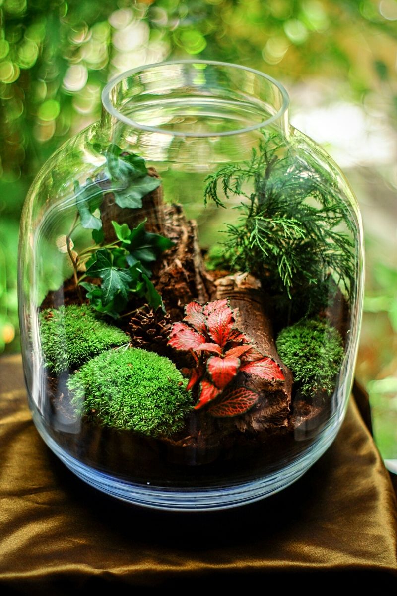 are polka dot plants good for terrariums Rooted Polka Dot Plants for Fairy Garden or Terrariums – UniqueMartandHome