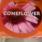 Coneflower