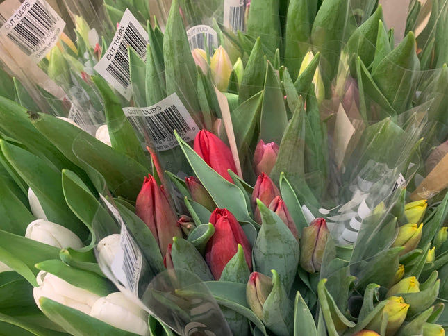 Elegant Cut Tulip Flowers for Spring Season and Mother day indoor and outdoor plants home decor