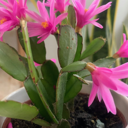 Pink Easter Cactus Plant Live Spring Succulent Plants for Easter and Mother day