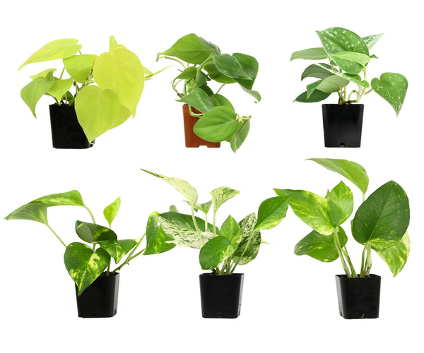 空氣清淨機綠蘿套裝室內植物入門花盆植物禮品家居裝飾室內任何房間