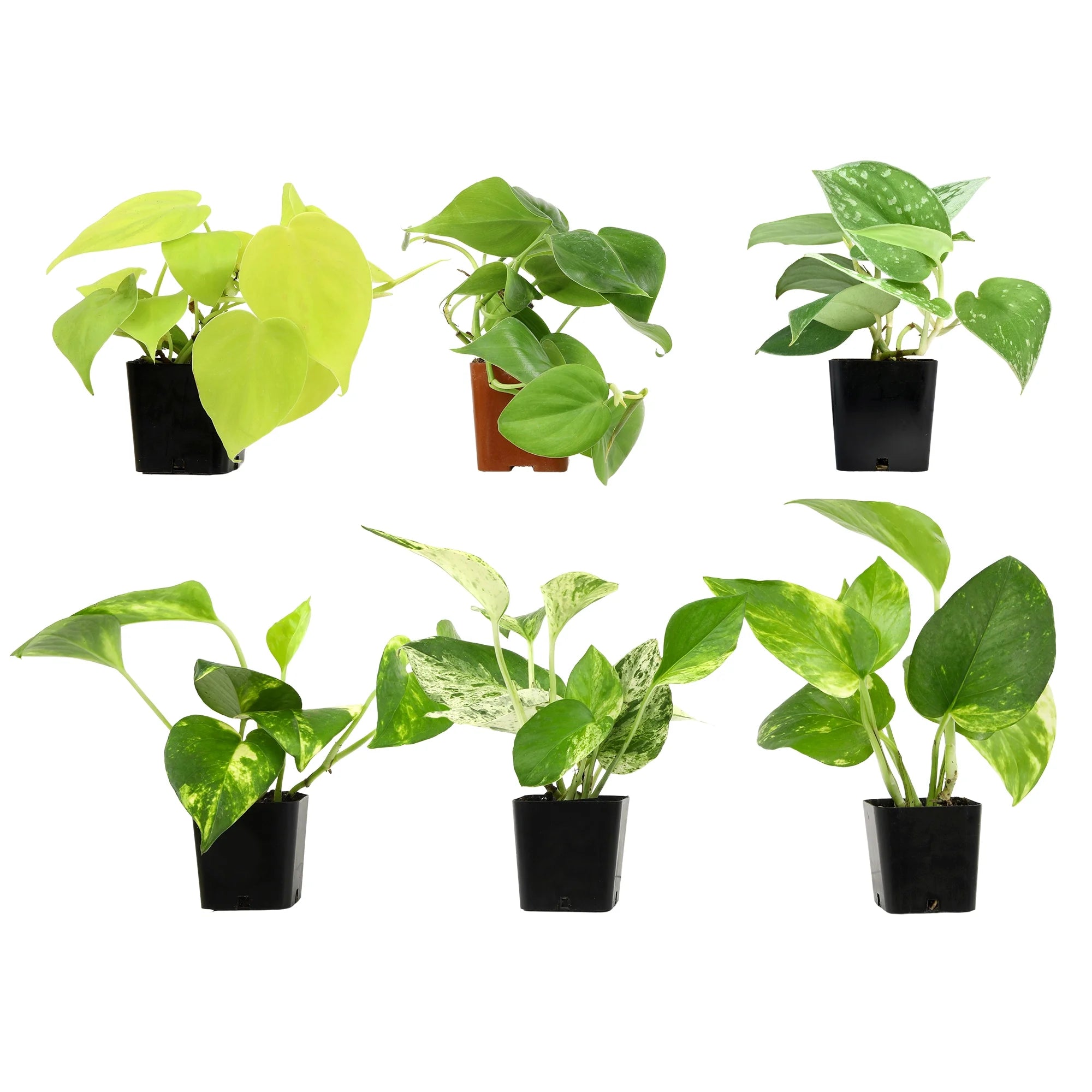 is pothos a good air purifier Air Purifier Bundles Pothos and Philodendron Indoor Plants plant colle – UniqueMartandHome