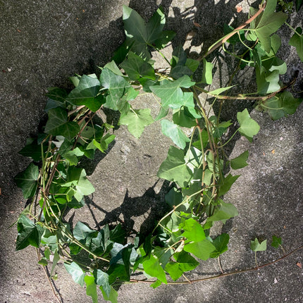 Rooted Air Indoor Plants English Ivy Green in 6"Pot outdoor yard