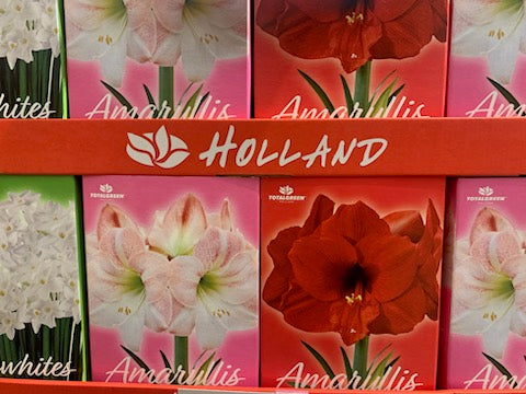 Easy to Grow Amaryllis 'Double Record' Plant Bulb (1 Pack) - Large Red & White Double Flowering Blooms for Holiday Indoors & Outdoor Gardens