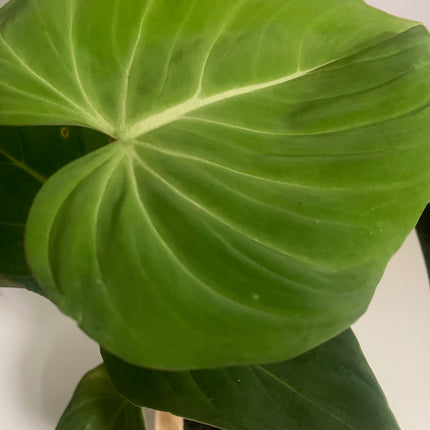 巴西蔓綠絨 - 活體植物