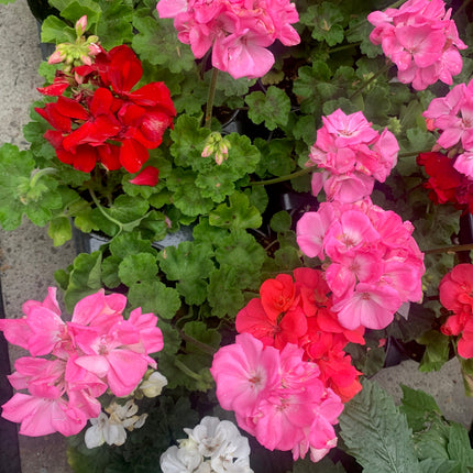 Rooted Geraniums planted in Pot or Basket outdoor Patio or Balcony Outdoor Decor