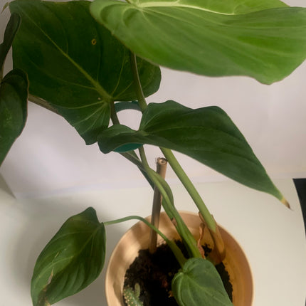 巴西蔓綠絨 - 活體植物