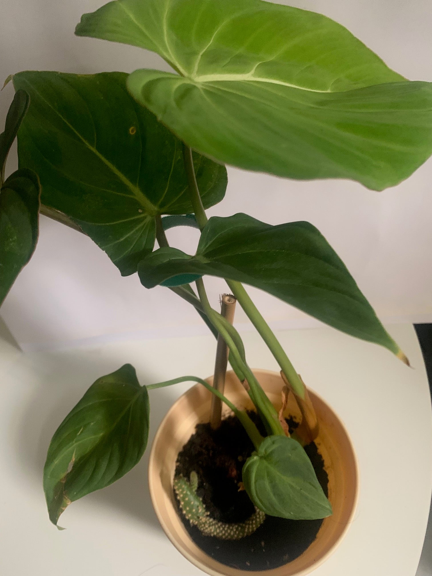 philodendron air Gloriosum Philodendron purifier air plant indoor rare plant Collection – UniqueMartandHome