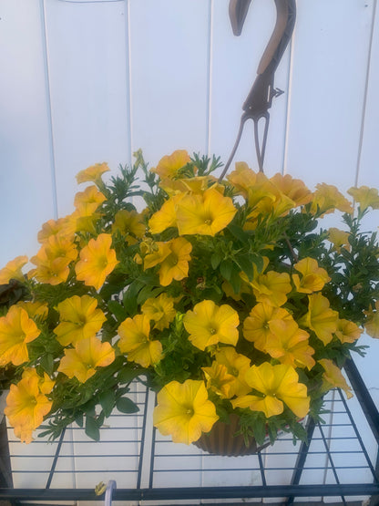 Rooted Yellow Petunia for balcony home decoration basket