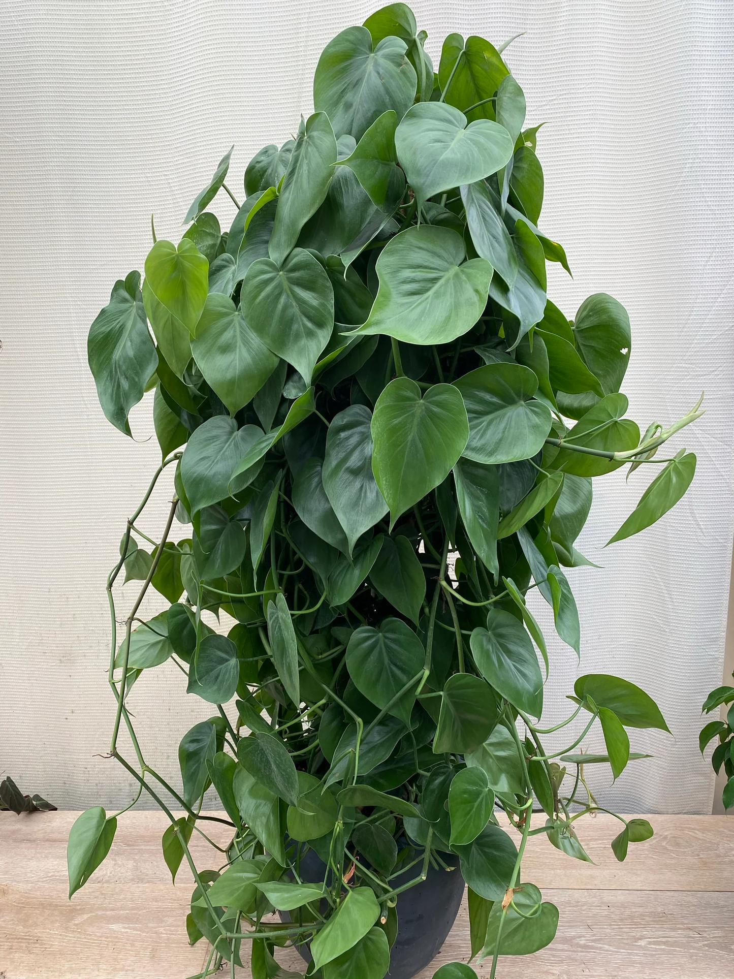 空氣清淨機綠蘿套裝室內植物入門花盆植物禮品家居裝飾室內任何房間