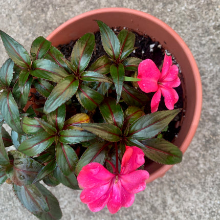 Rooted Hot Pink Impatiens Plants 6-inch basket balcony yard or outdoor