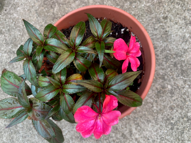 Rooted Hot Pink Impatiens Plants 6-inch basket balcony yard or outdoor