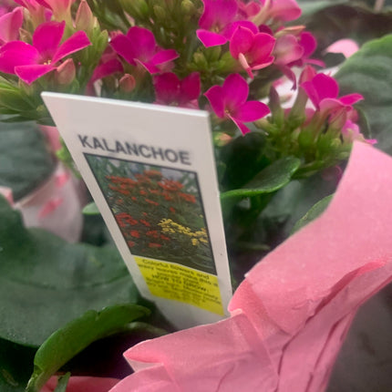 Rooted Red Kalanchoe Gift Plants Valentine day and Mother days Indoor Plant