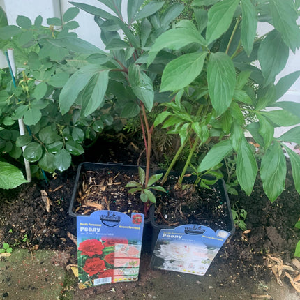 Peony Karl Bare Root Live Plants Outdoor Garden